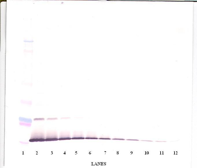 IL13 Antibody