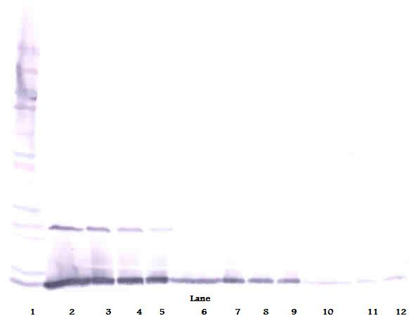 IL13 Antibody