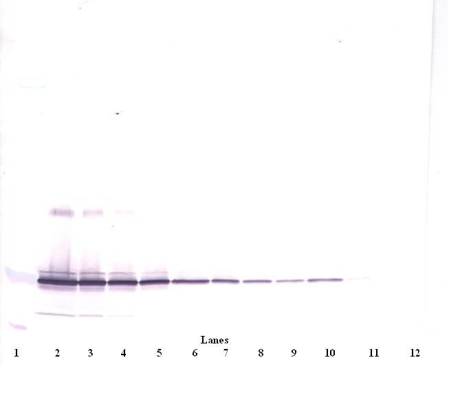 IL11 Antibody