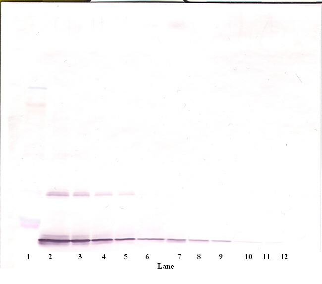 IL-10 Antibody