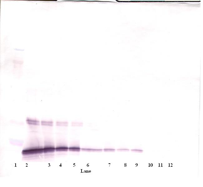 IL-10 Antibody
