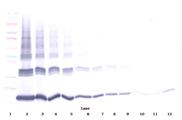 IL-10 Antibody