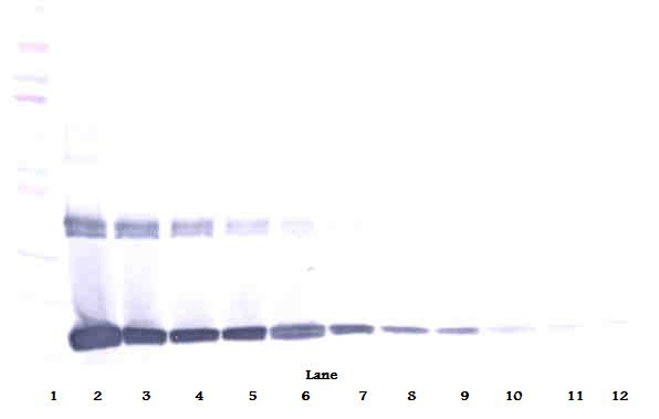 IL-10 Antibody
