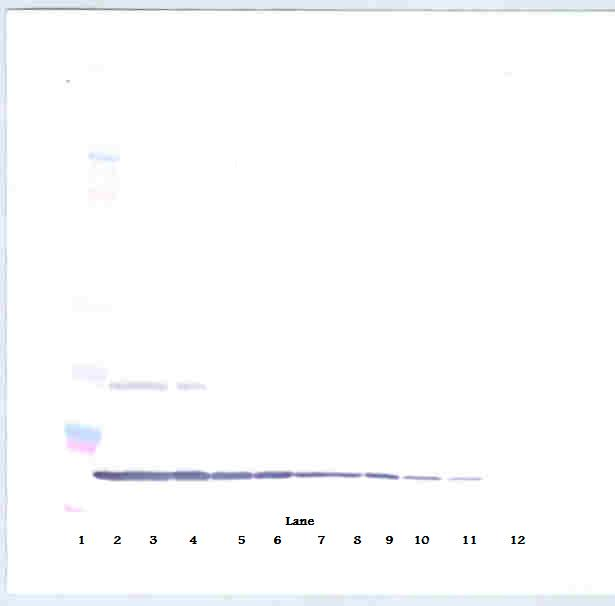IL-10 Antibody