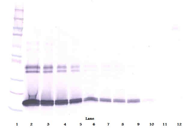 IL-10 Antibody