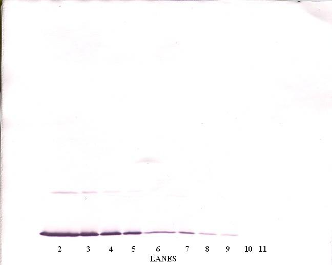 Ifng Antibody