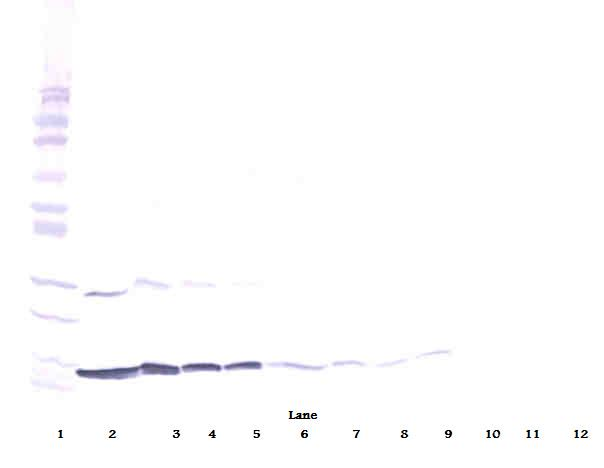 Ifng Antibody