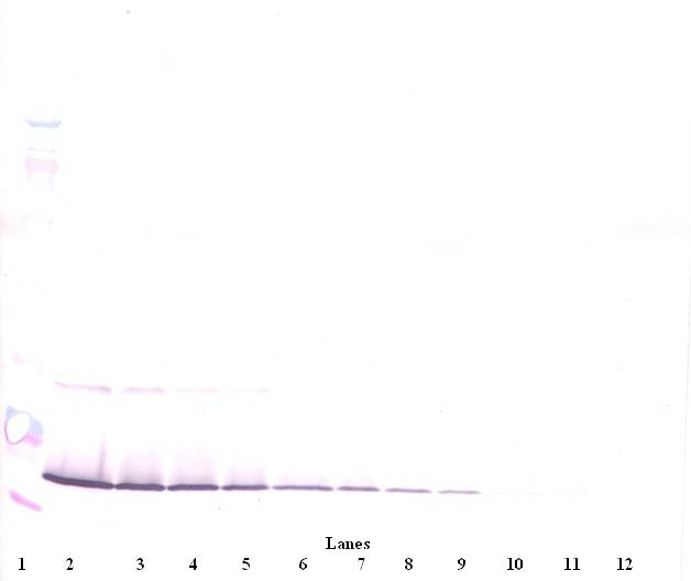 IFN-gamma Antibody