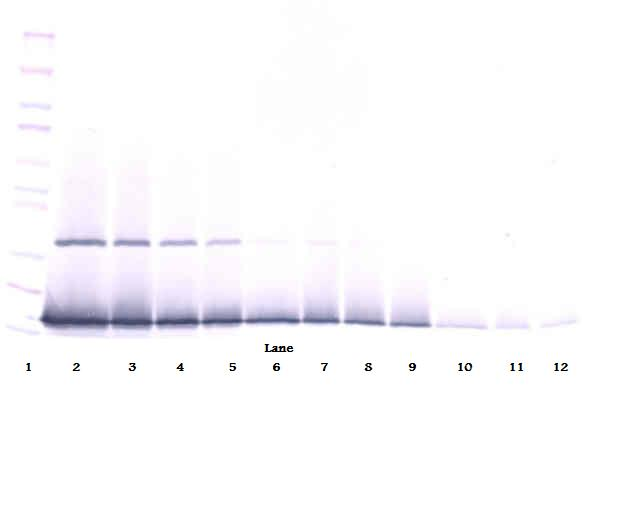 IFNG Antibody