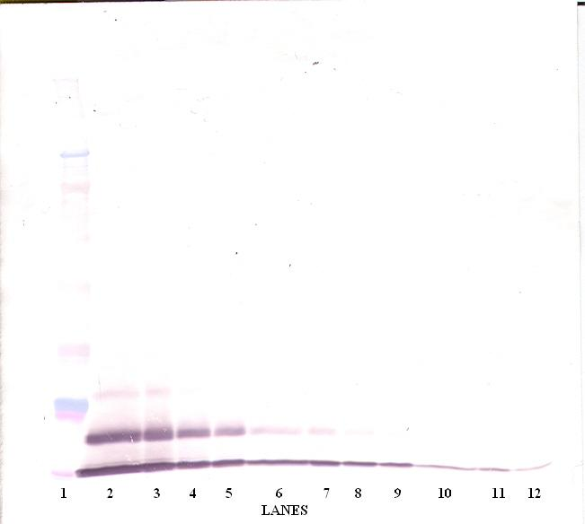 CXCL3 Antibody