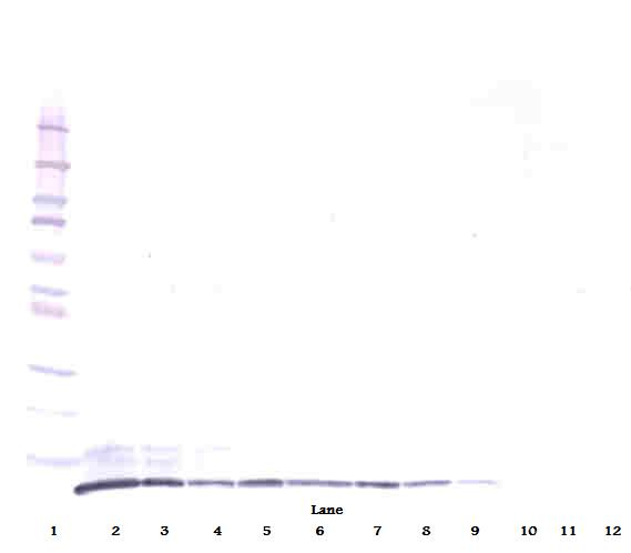 CXCL3 Antibody