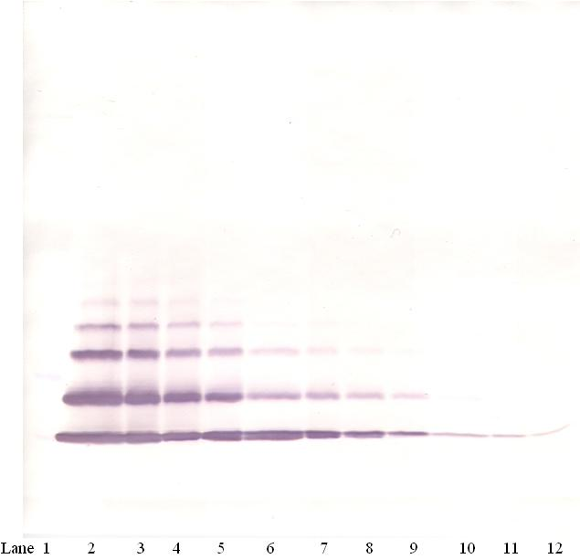 CXCL2 Antibody