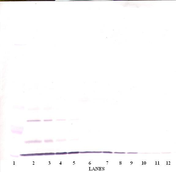 GRO/MGSA Antibody