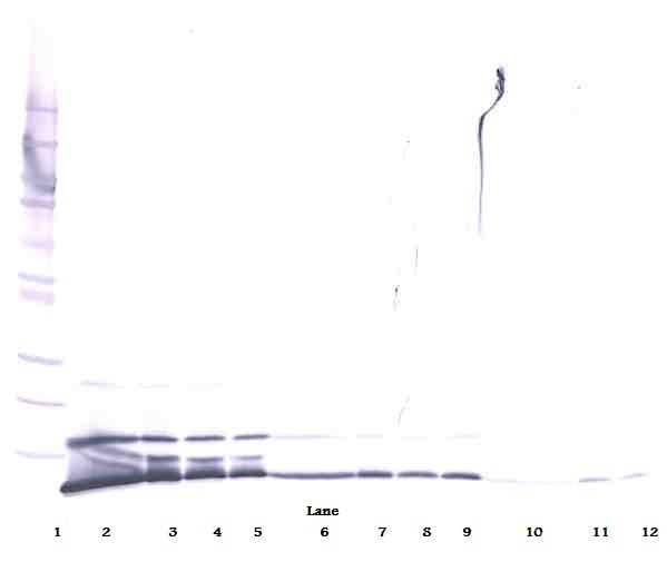 GRO/MGSA Antibody