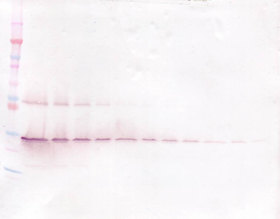 GDNF Antibody (Biotin)