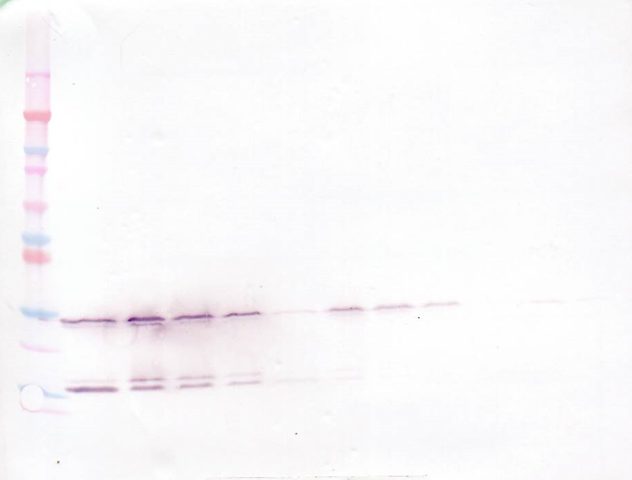 GDNF Antibody (Biotin)