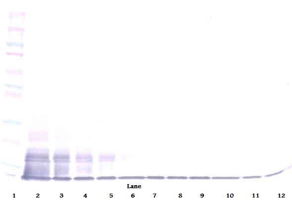 CX3CL1 Antibody
