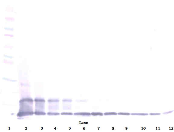 CX3CL1 Antibody