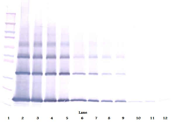 FGF2 Antibody