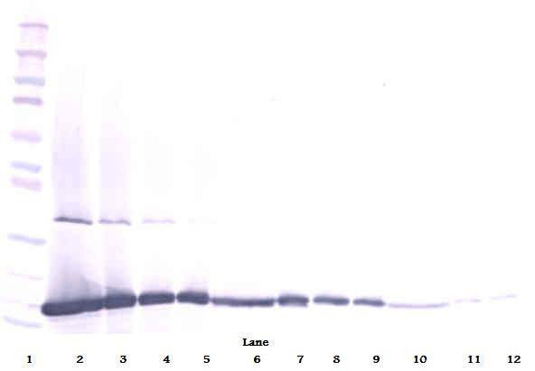 FGF2 Antibody