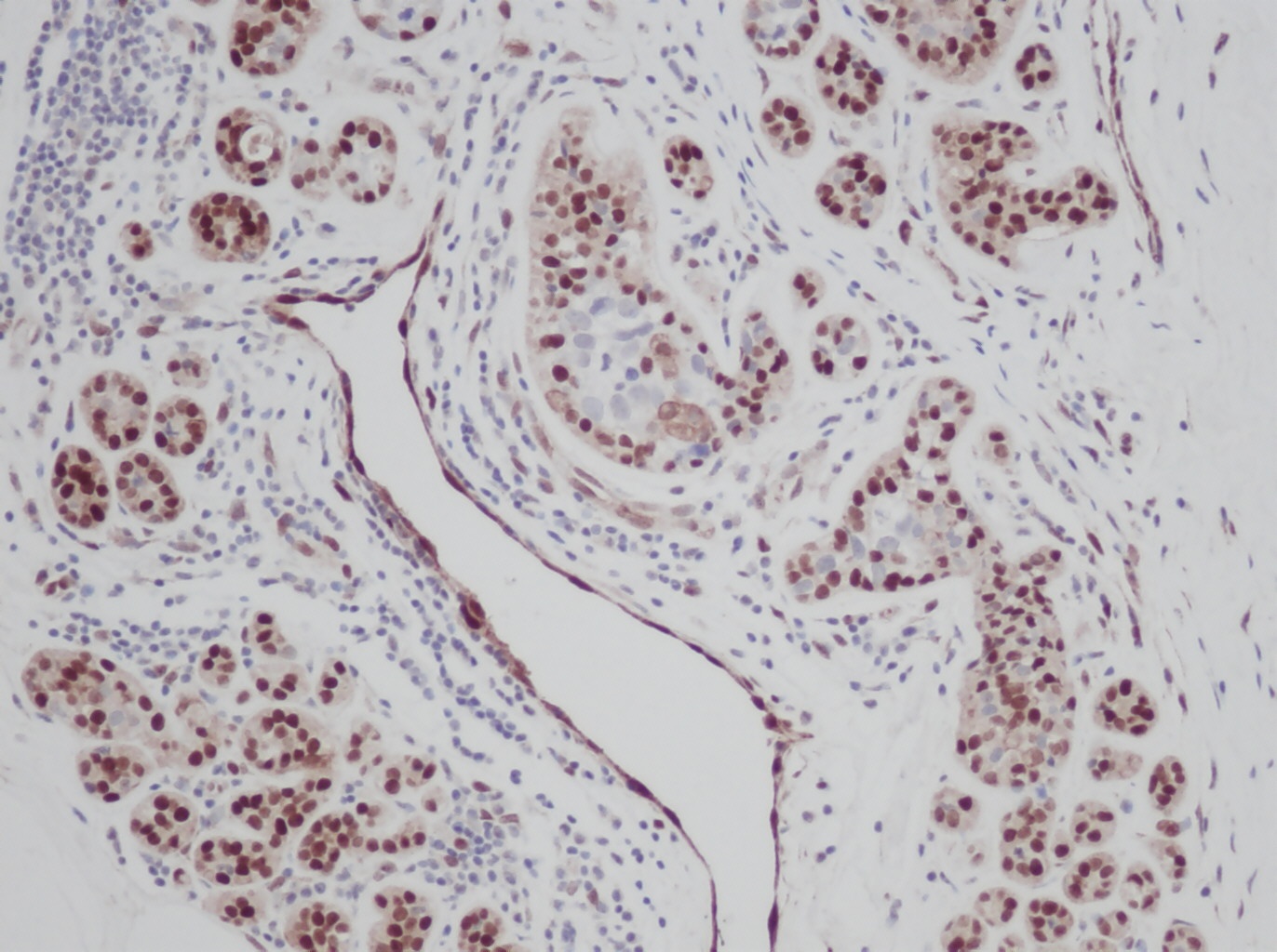 FGF2 Antibody