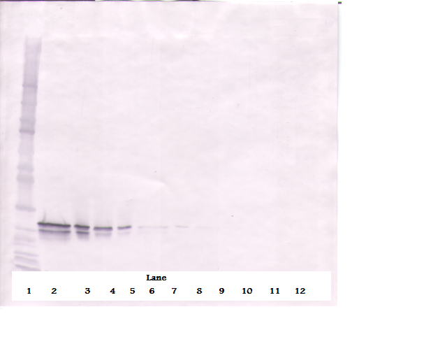 FGF16 Antibody