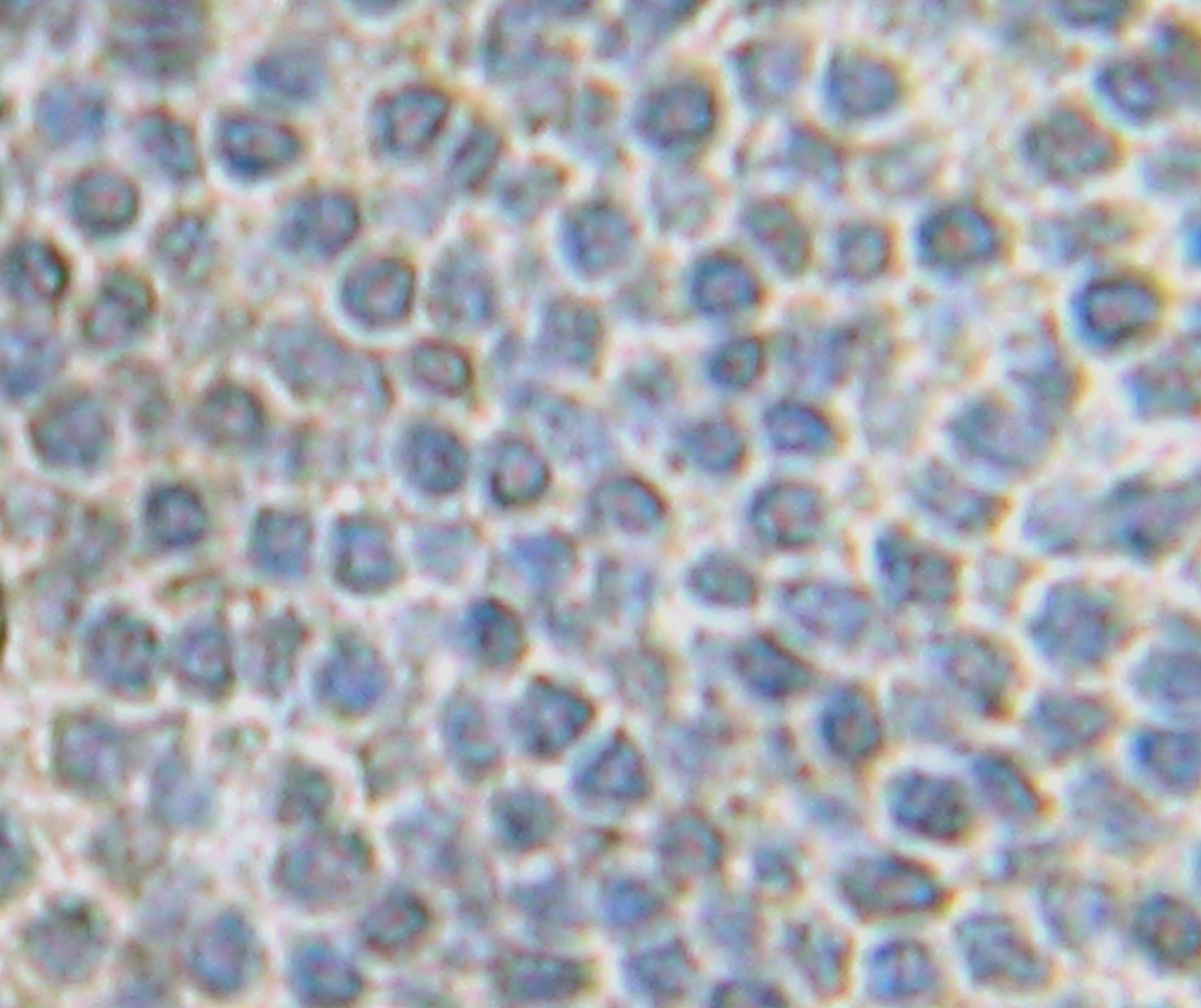 FGF10 Antibody