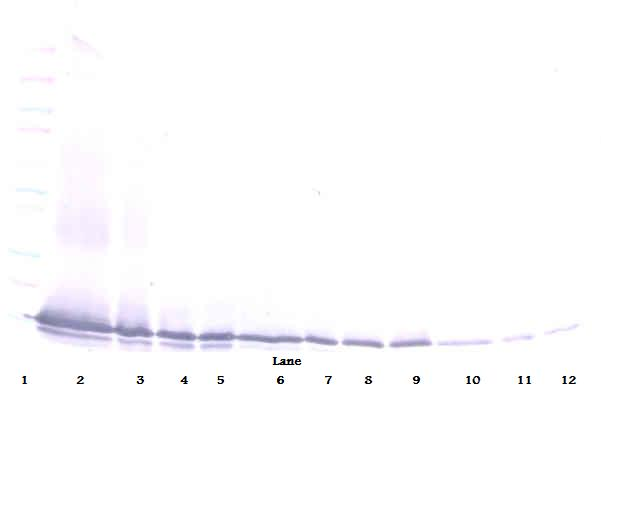 Ccl21c Antibody (Biotin)