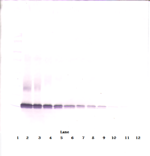 CCL21 Antibody