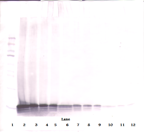 CCL21 Antibody