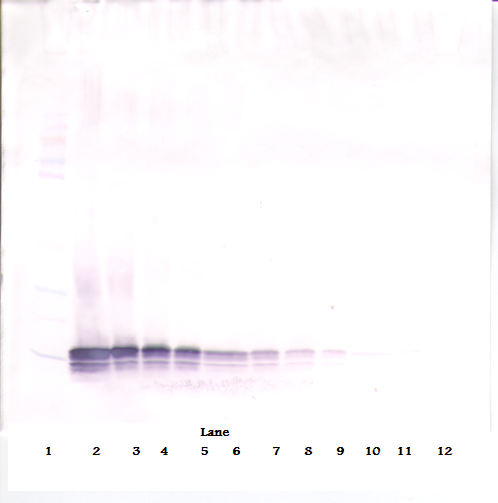 CCL21 Antibody