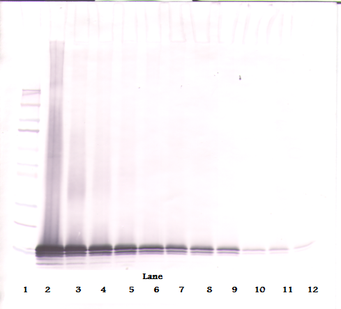 CCL21 Antibody