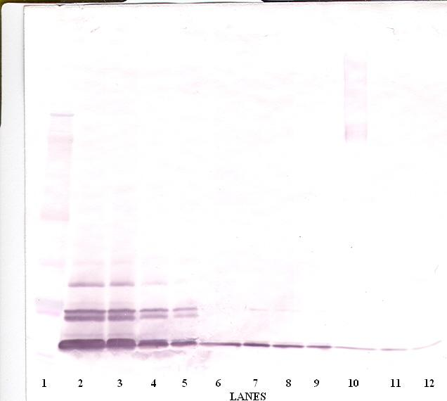 CCL26 Antibody