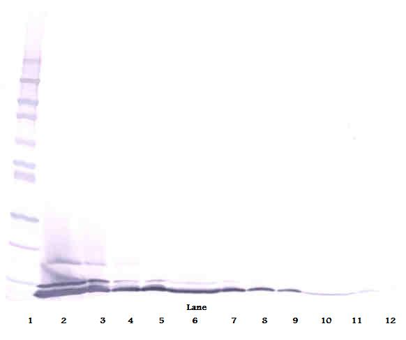 CCL26 Antibody