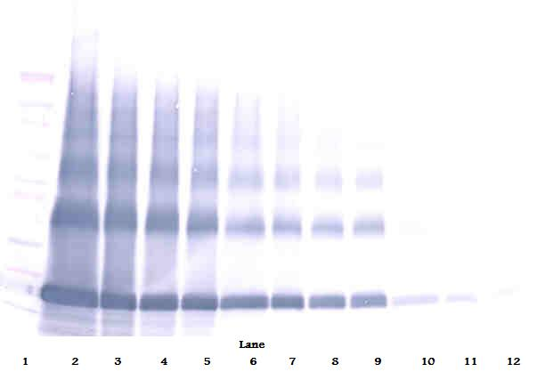 AIMP1 Antibody (Biotin)