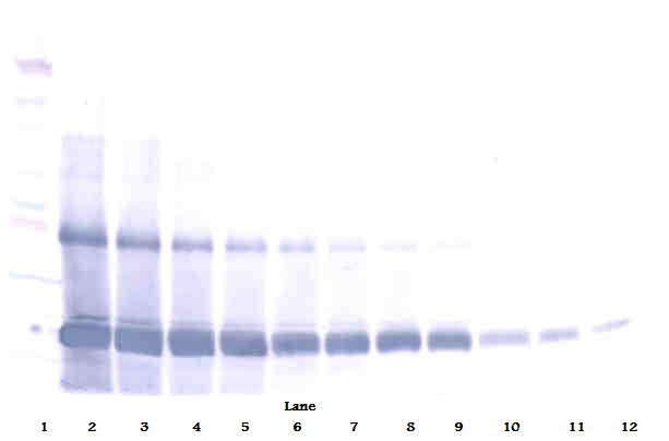 AIMP1 Antibody (Biotin)