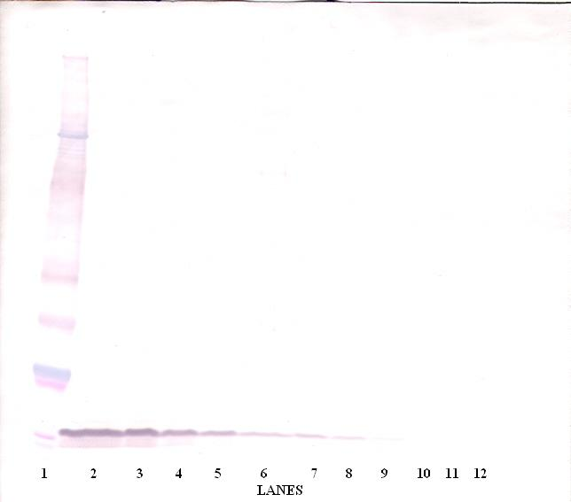 Egf Antibody