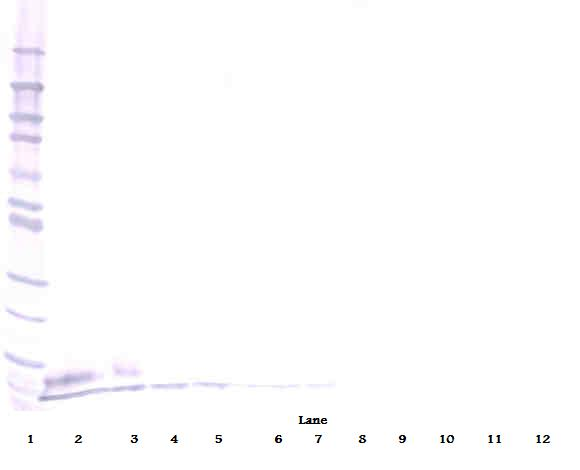Egf Antibody