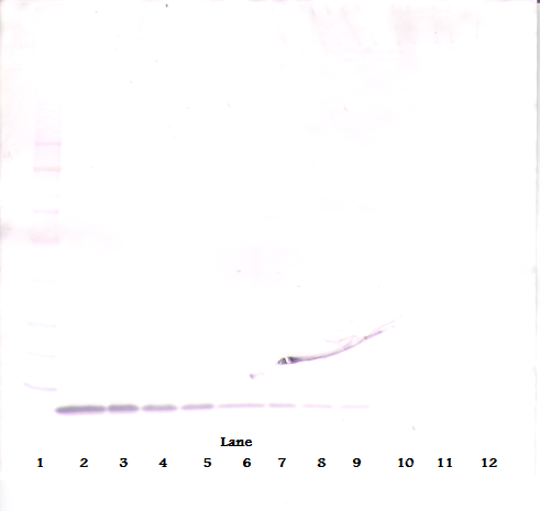 EGF Antibody