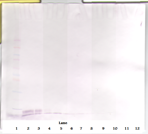 EGF Antibody