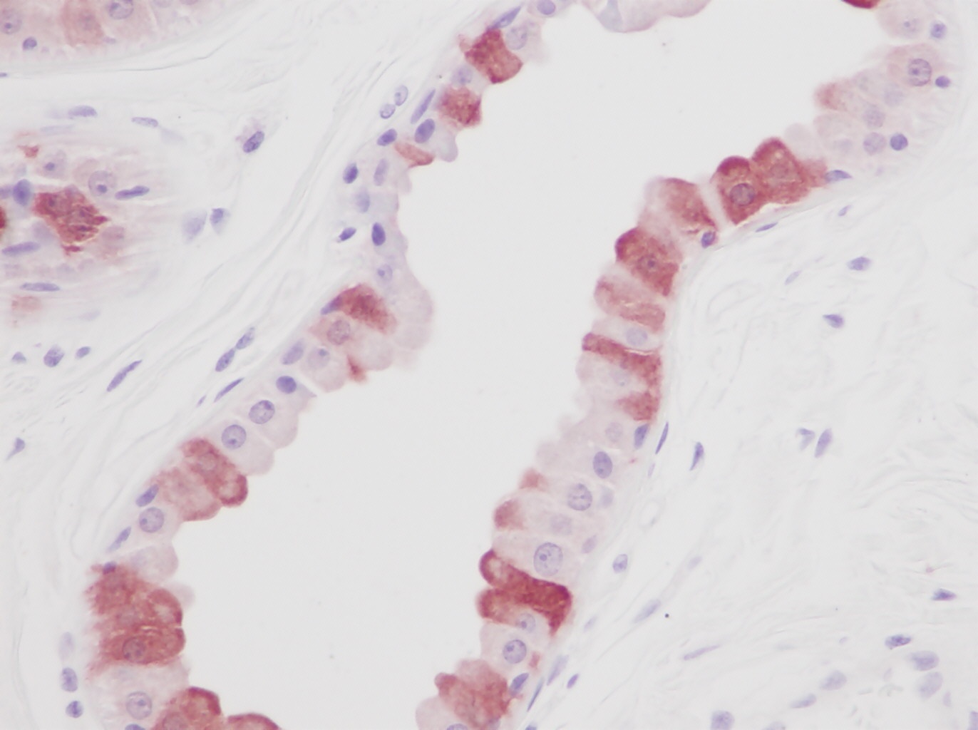 EGF Antibody