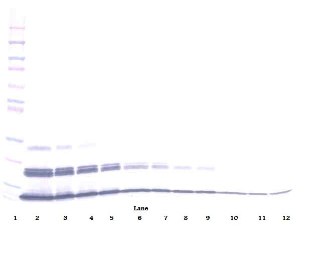 CXCL16 Antibody