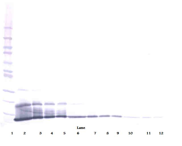 CXCL16 Antibody