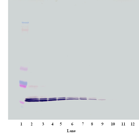 CXCL16 Antibody