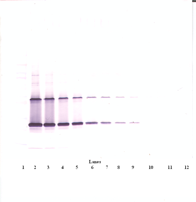 CNTF Antibody