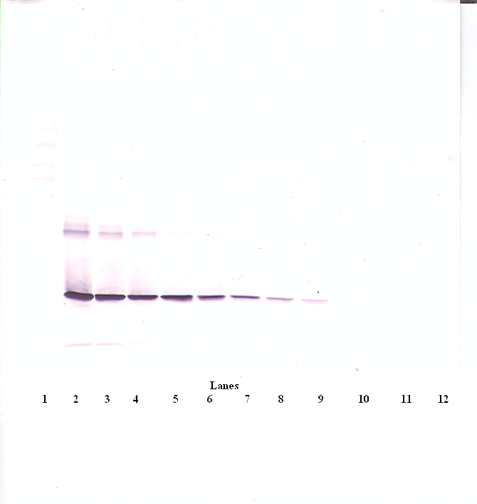 CNTF Antibody