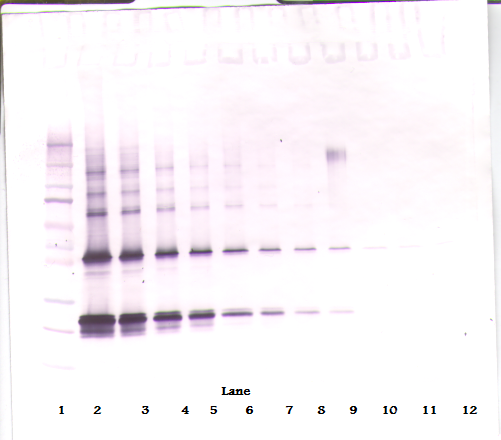 CNTF Antibody