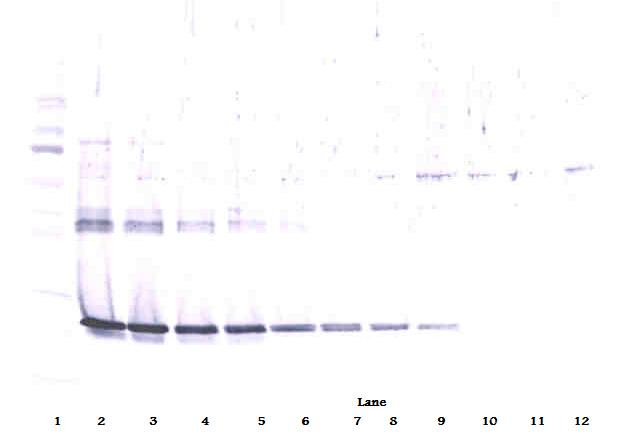 Cntf Antibody