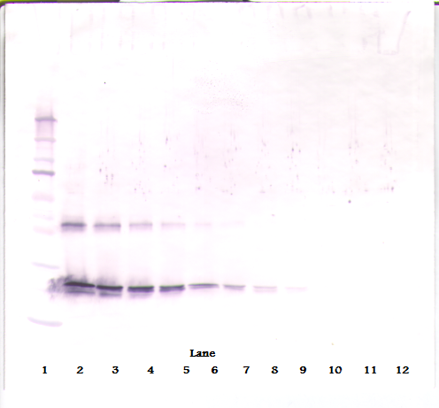 Cntf Antibody