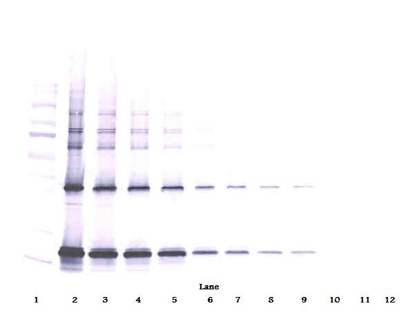 CNTF Antibody